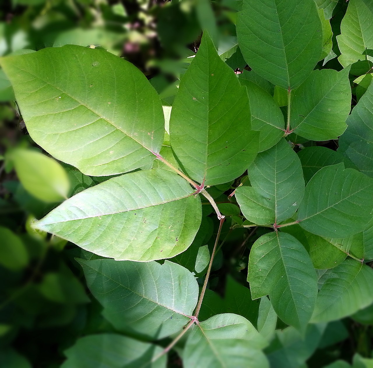 identify Poison ivy